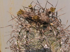 Astrophytum capricorne 