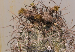 Astrophytum capricorne 