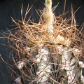 Astrophytum crassispinoides 