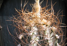 Astrophytum crassispinoides 