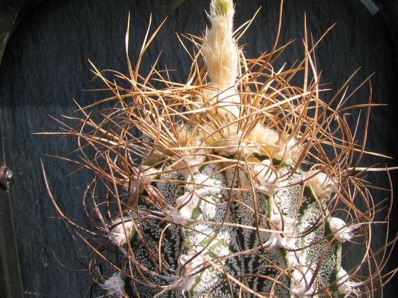 Astrophytum crassispinoides 