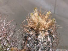 Astrophytum crassispinoides 