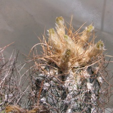 Astrophytum crassispinoides 