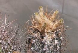 Astrophytum crassispinoides 