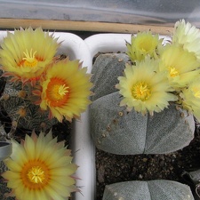 Astrophytum hybr. + Astrophytum myriostigma v. quadricostatum