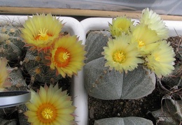 Astrophytum hybr. + Astrophytum myriostigma v. quadricostatum