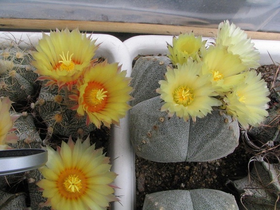 Astrophytum hybr. + Astrophytum myriostigma v. quadricostatum
