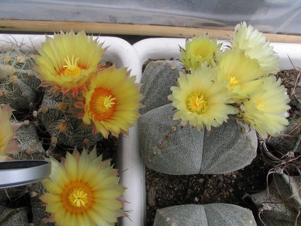 Astrophytum hybr. + Astrophytum myriostigma v. quadricostatum
