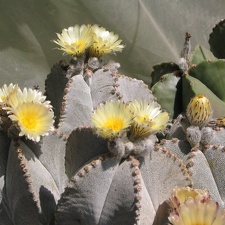 Astrophytum myriostigma v. columnare