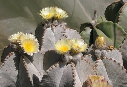 Astrophytum myriostigma v. columnare