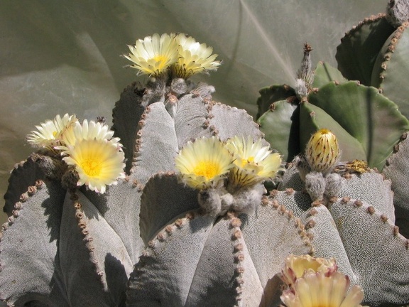 Astrophytum myriostigma v. columnare