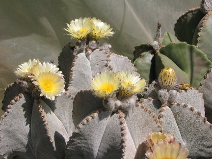 Astrophytum myriostigma v. columnare