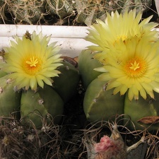 Astrophytum myriostigma v. strongylogonum f. nudum