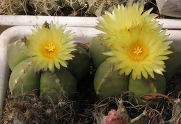 Astrophytum myriostigma v. strongylogonum f. nudum