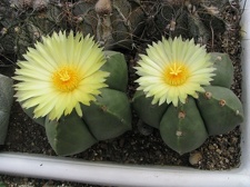 Astrophytum myriostigma v. strongylogonum f. nudum