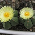 Astrophytum myriostigma v. strongylogonum f. nudum