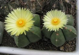 Astrophytum myriostigma v. strongylogonum f. nudum