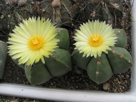 Astrophytum myriostigma v. strongylogonum f. nudum