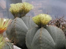 Astrophytum myriostigma v. quadricostatum