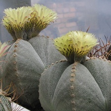 Astrophytum myriostigma v. quadricostatum