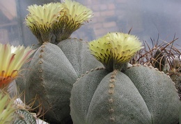 Astrophytum myriostigma v. quadricostatum