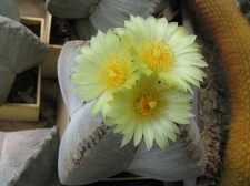 Astrophytum myriostigma v. quadricostatum