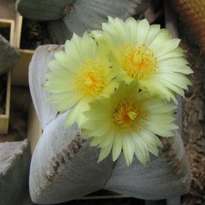 Astrophytum myriostigma v. quadricostatum