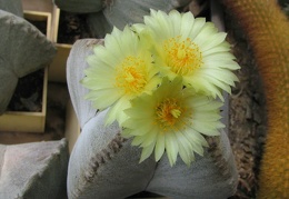 Astrophytum myriostigma v. quadricostatum