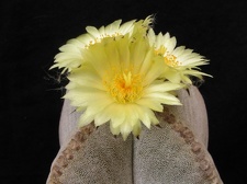 Astrophytum myriostigma v. quadricostatum