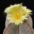 Astrophytum myriostigma v. quadricostatum