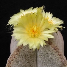 Astrophytum myriostigma v. quadricostatum