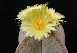 Astrophytum myriostigma v. quadricostatum