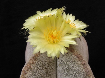 Astrophytum myriostigma v. quadricostatum