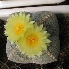 Astrophytum myriostigma v. quadricostatum