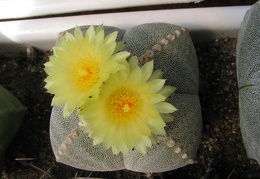 Astrophytum myriostigma v. quadricostatum