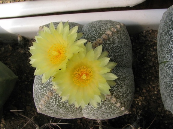 Astrophytum myriostigma v. quadricostatum