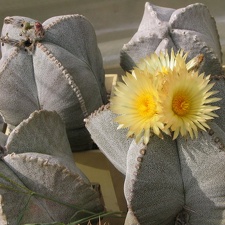 Astrophytum myriostigma