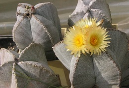 Astrophytum myriostigma