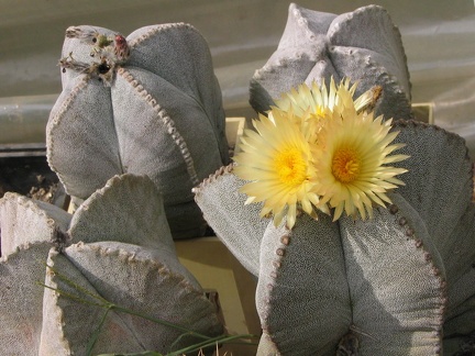 Astrophytum myriostigma