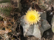 Astrophytum myriostigma