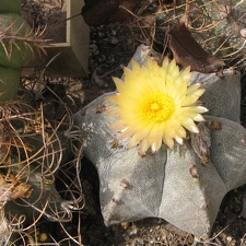 Astrophytum myriostigma