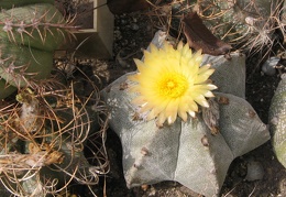 Astrophytum myriostigma