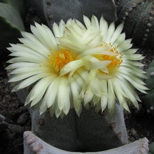 Astrophytum myriostigma