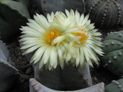 Astrophytum myriostigma