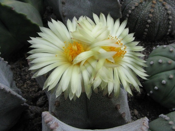 Astrophytum myriostigma