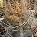 Astrophytum niveum v. flavispinum