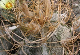 Astrophytum niveum v. flavispinum
