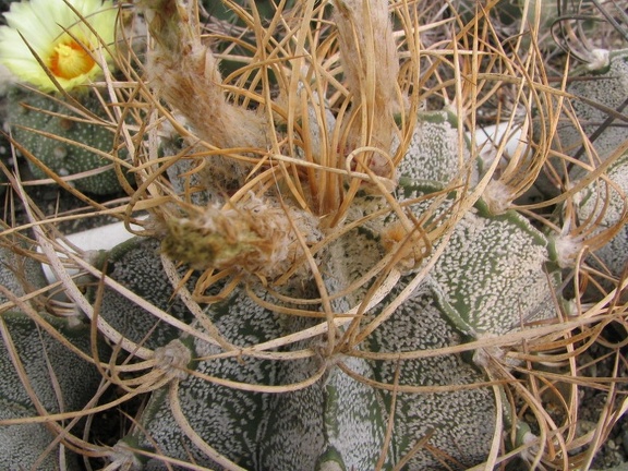 Astrophytum niveum v. flavispinum