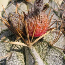 Astrophytum niveum v. flavispinum