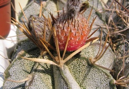 Astrophytum niveum v. flavispinum